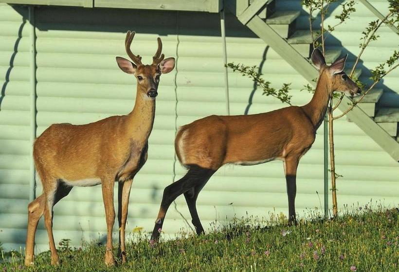 Au Pic De L Aurore Motel Chalets