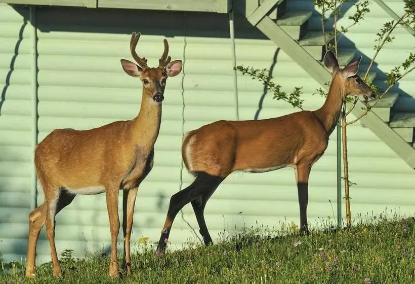 Au Pic De L Aurore Motel Chalets