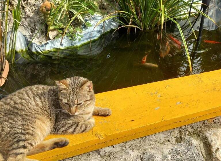 هتل Bicorna Chania