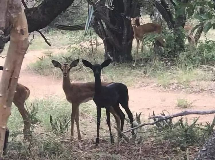 Hotelli Unathi Game Lodge