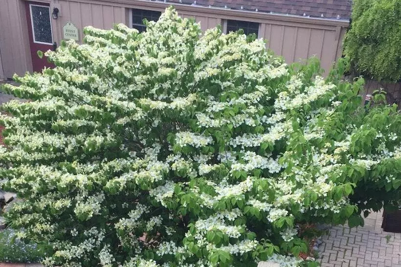 Aamiaismajoitus (B&B) Weller Haus Bed, Breakfast & Event Center