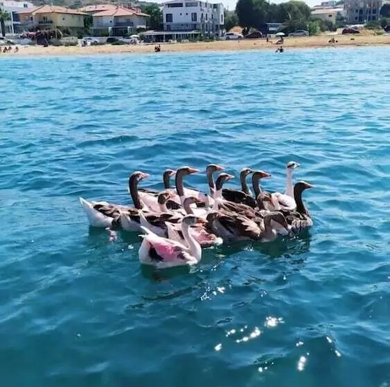Ege Otel