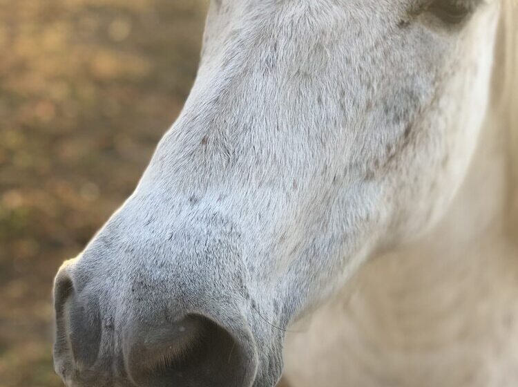 膳宿费 Bannraiphontawan