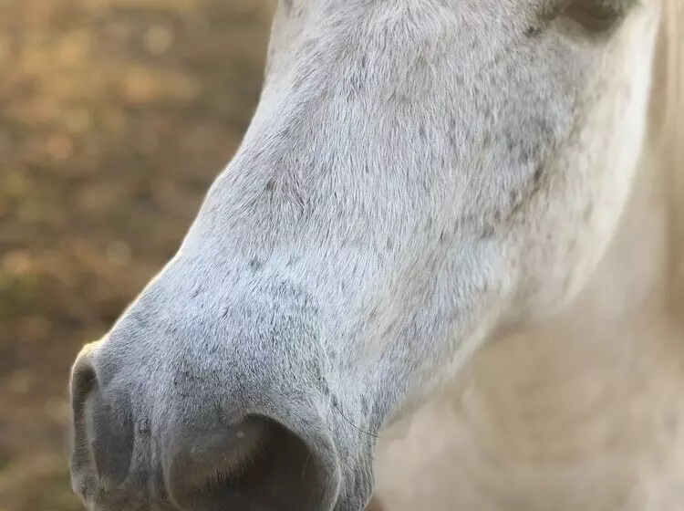 ペンション Bannraiphontawan