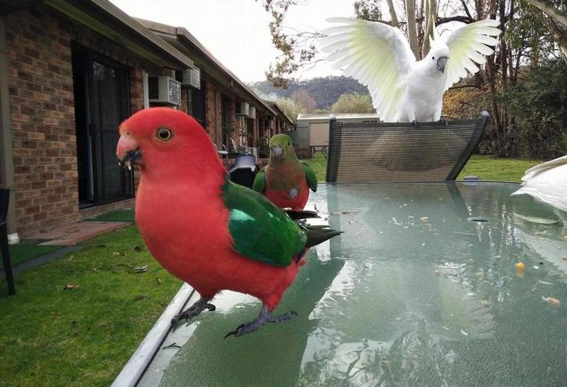 בית מלון כפרי Eildon Parkview Motor Inn