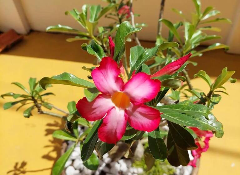 בית מלון כפרי Pousada Sunset Boipeba