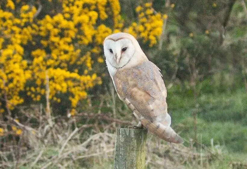 Aamiaismajoitus (B&B) Airds Farm Guest House