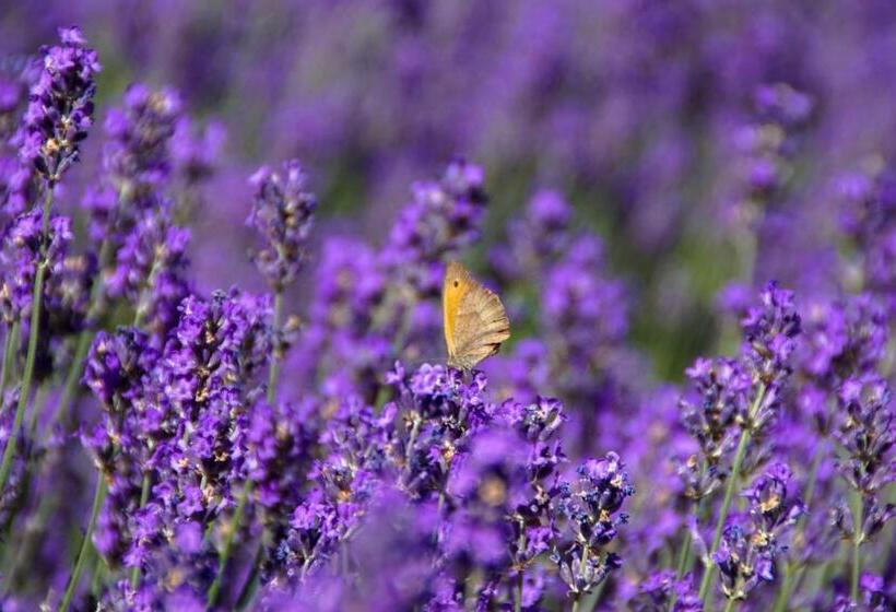 Domaine De La Licorne
