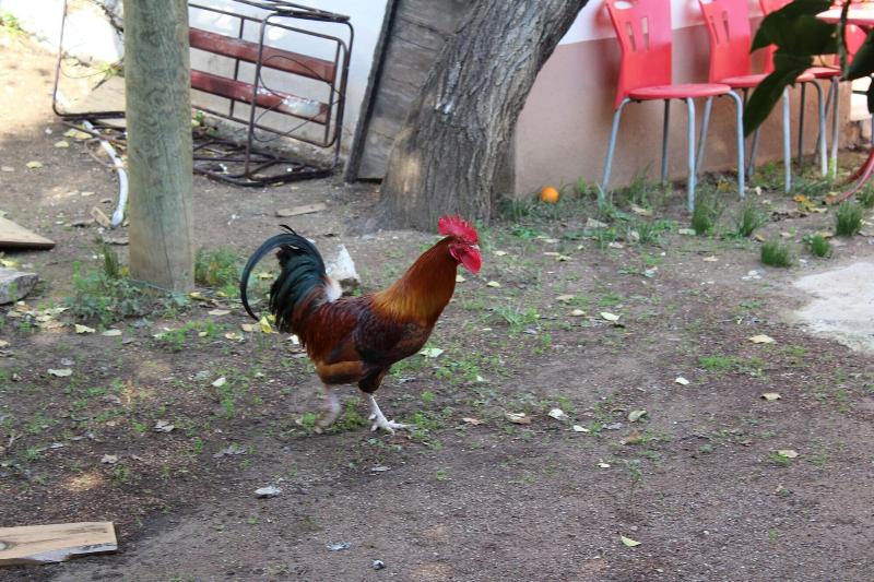 Hotel Village Garden Pansiyon Restuarant