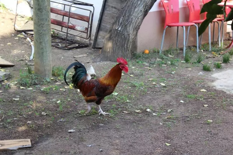 هتل Village Garden Pansiyon Restuarant