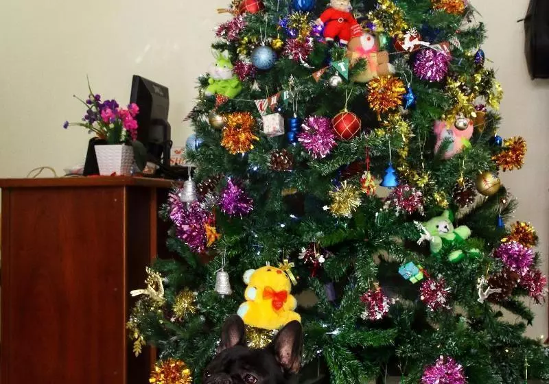 پانسیون Fireworks Homestay