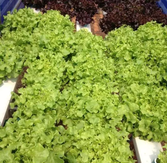 ホテル Go Green Resort