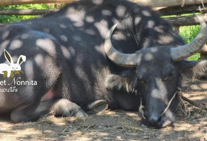 Hotel Phuket Nonnita Boutique Resort Sha Plus