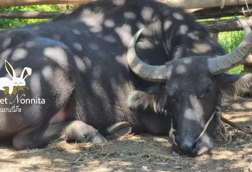 Hotelli Phuket Nonnita Boutique Resort   Sha Plus