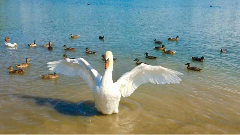 Пансион Domaine Mongiron