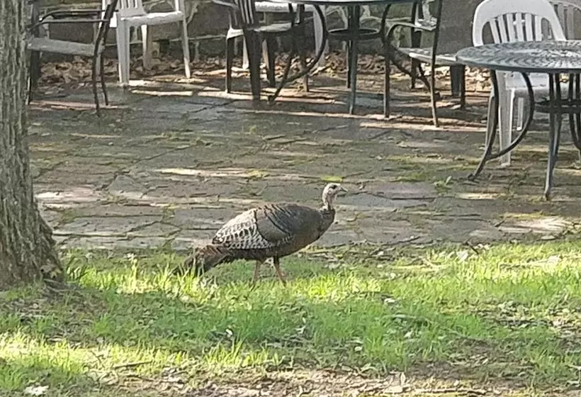 ホテル Maurrocks Bed & Breakfast