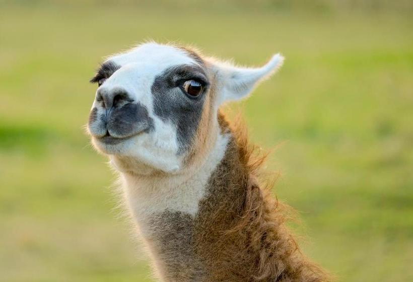 酒店 The Saracens Head