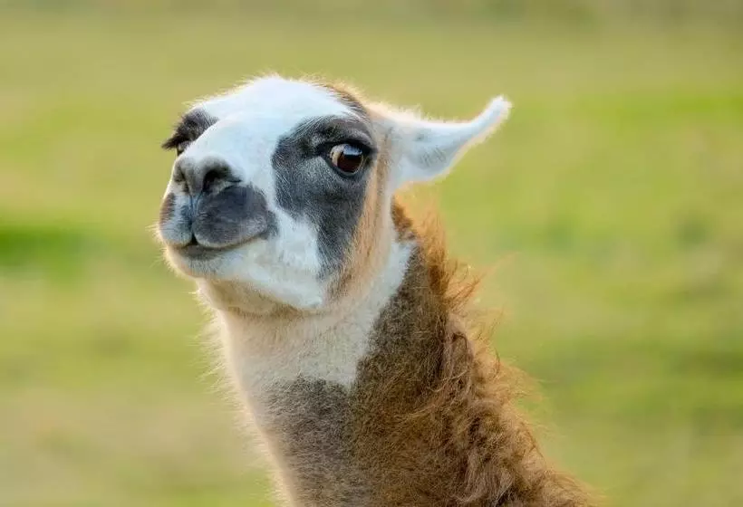 Hotelli The Saracens Head