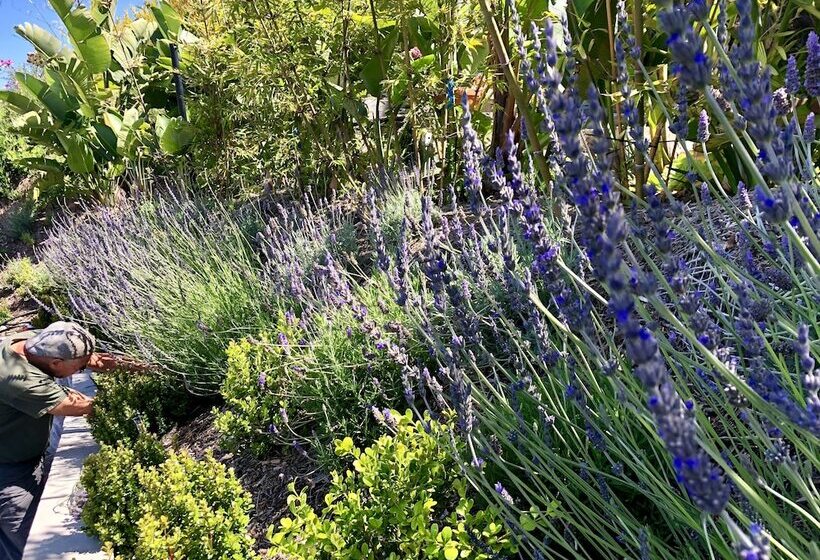 Inn At Moonlight Beach