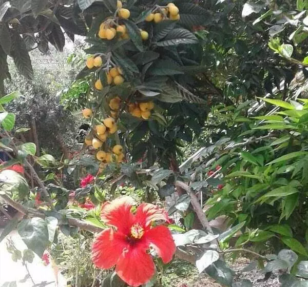 Likya Pansiyon