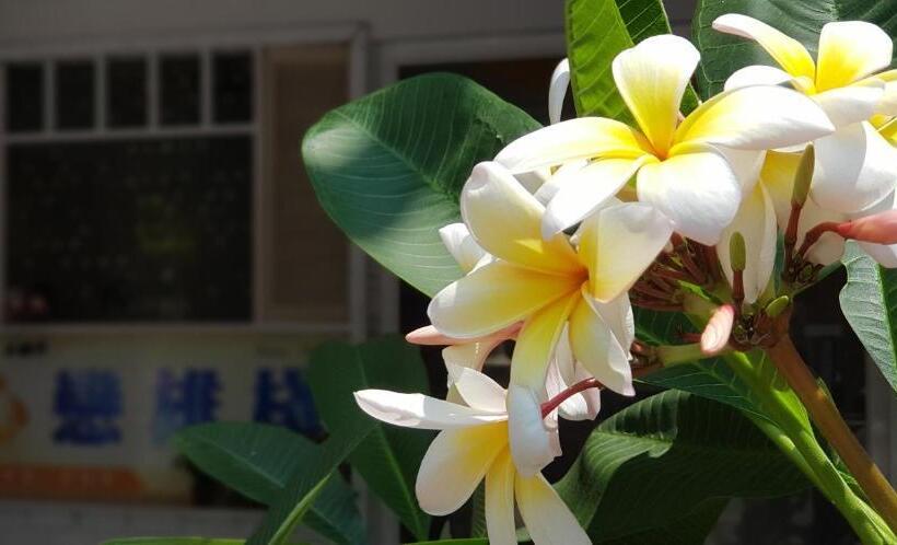 پانسیون Mu In