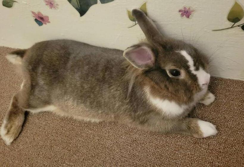 پانسیون Mu In