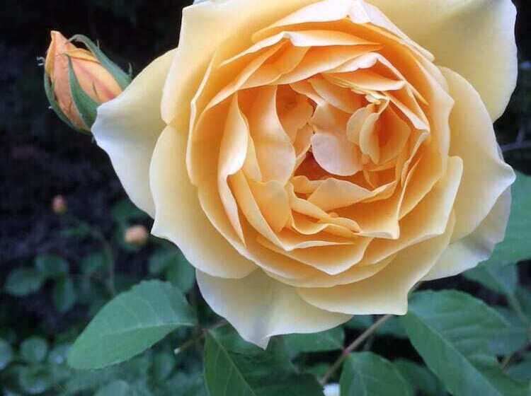 פנסיון Villa Saint Paul De Vence Angels