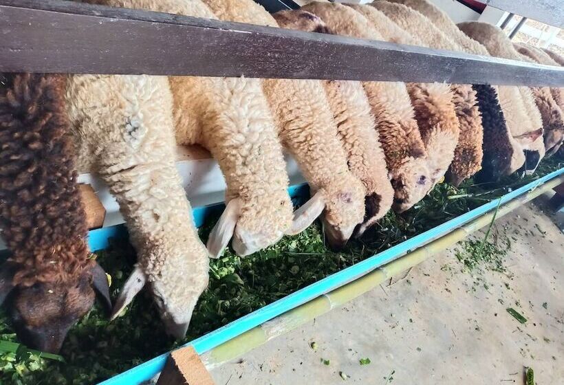 فندق The Moon At Pai