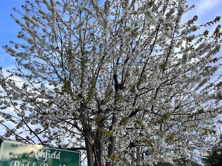 Ashfield Bed & Breakfast