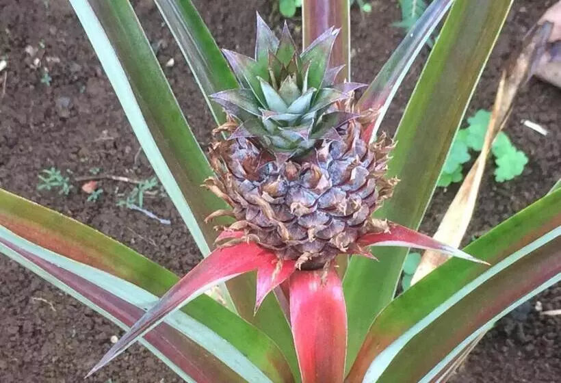 Hilo Bay Oceanfront Bed And Breakfast