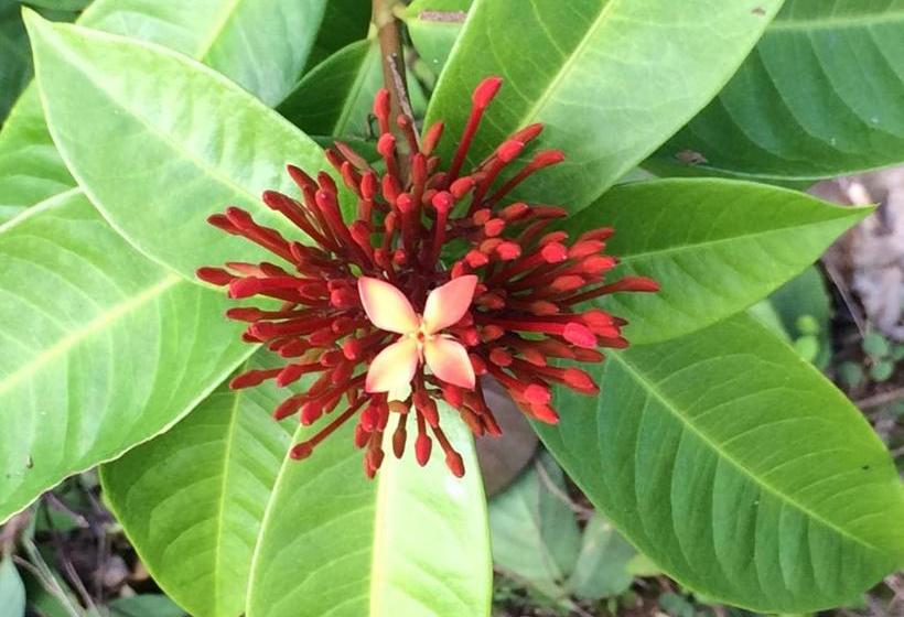 Hilo Bay Oceanfront Bed And Breakfast