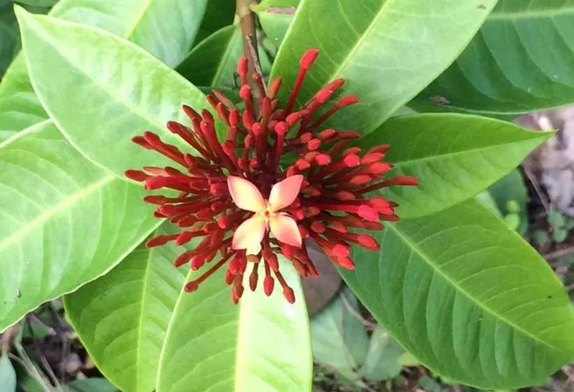 Hilo Bay Oceanfront Bed And Breakfast