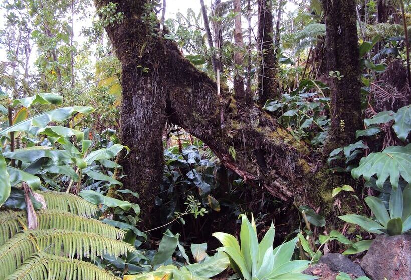 Volcano Rainforest Lodge