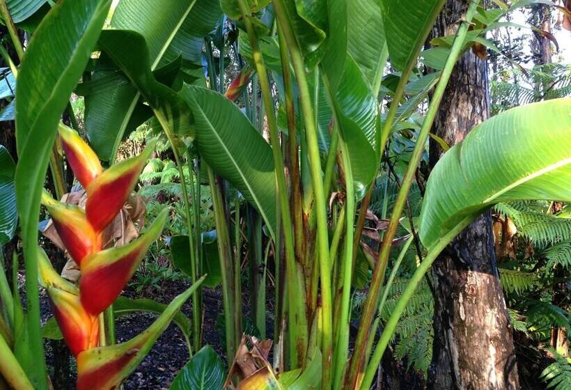 Volcano Rainforest Lodge