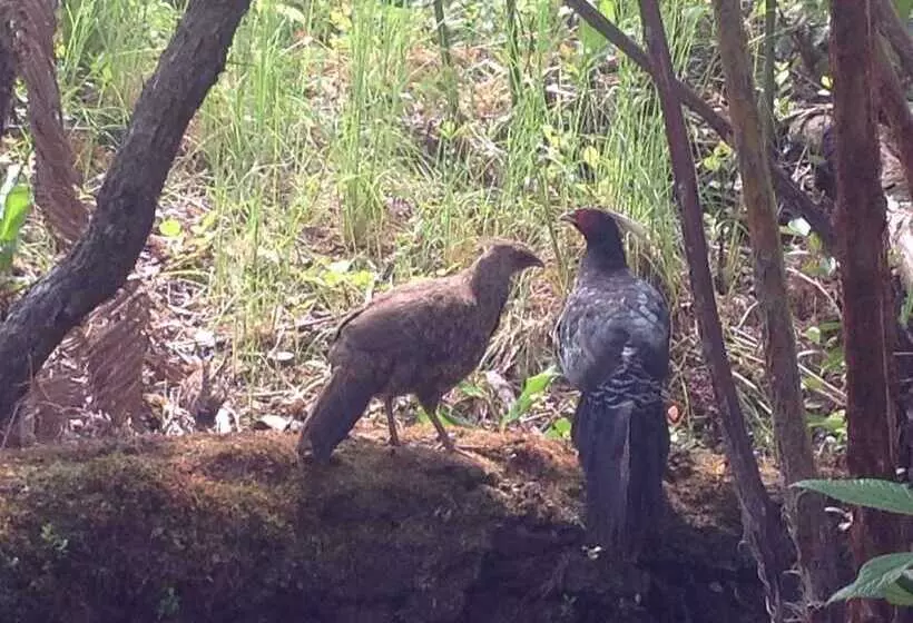 Volcano Rainforest Lodge