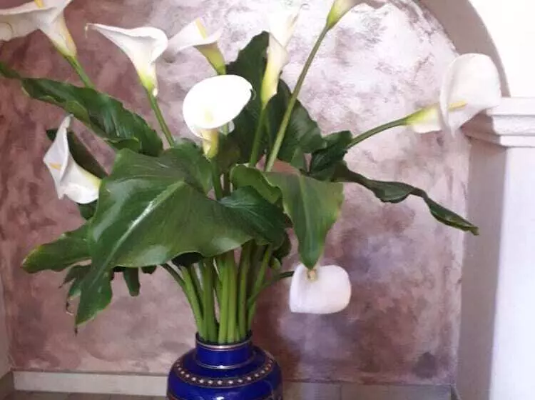 B&b Fiorentino