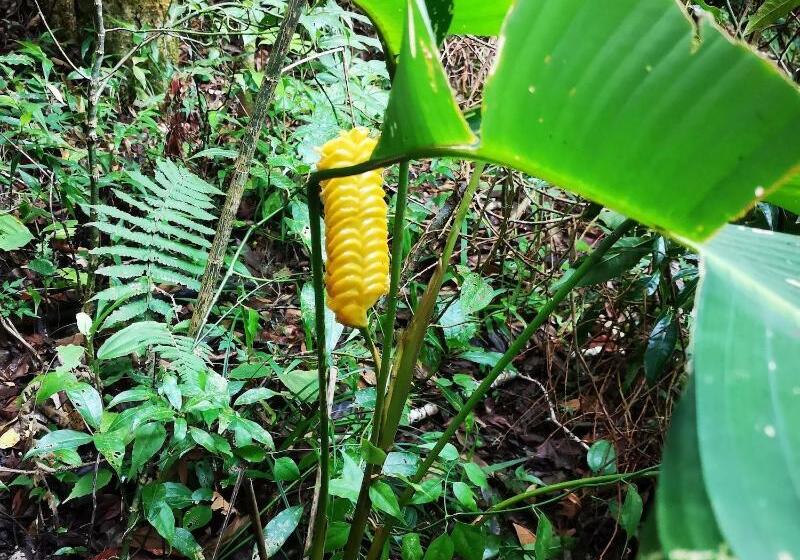בית מלון כפרי Calathea Lodge Monteverde