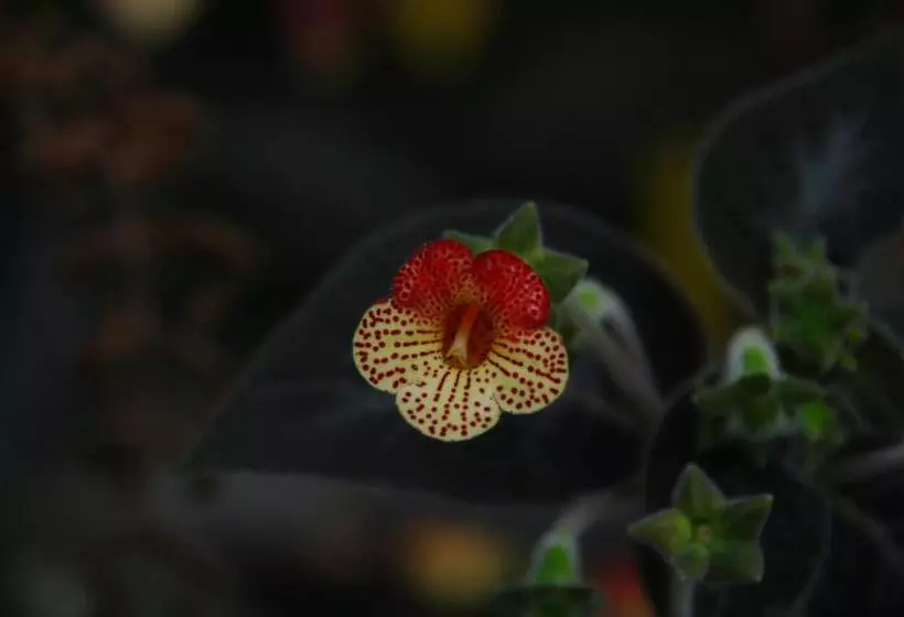 Finca Hotel El Palmar