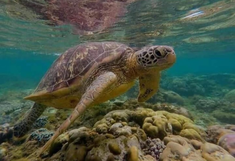 펜션 Rare Angon Homestay