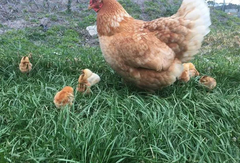 田舎風ホテル Heritage Farm