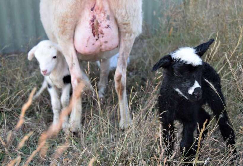 فندق ريفى Heritage Farm