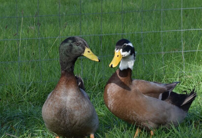 فندق ريفى Heritage Farm