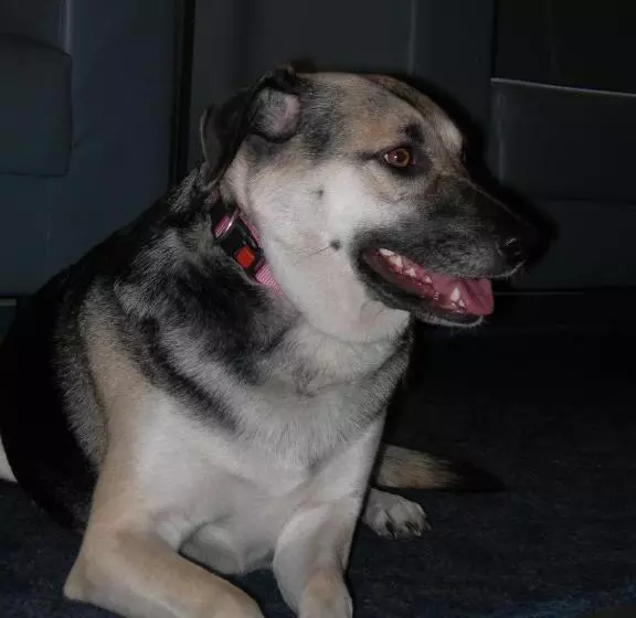 호텔 Crystal Interlaken