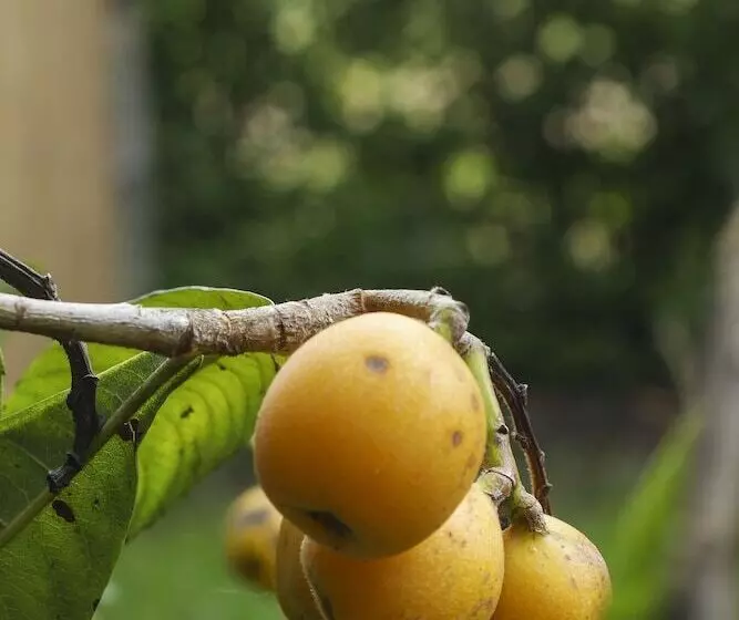 Aamiaismajoitus (B&B) Tenuta Il Grifo