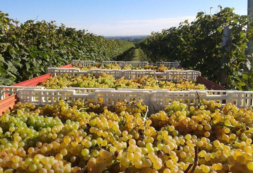 田舎風ホテル Agriturismo E Cantina La Sabbiona