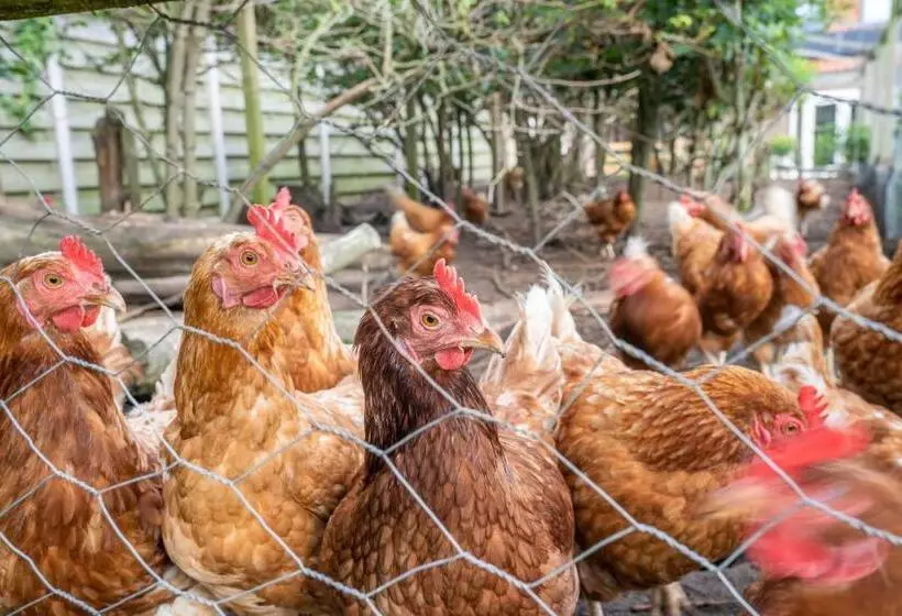 پانسیون Nieuw Leven Texel