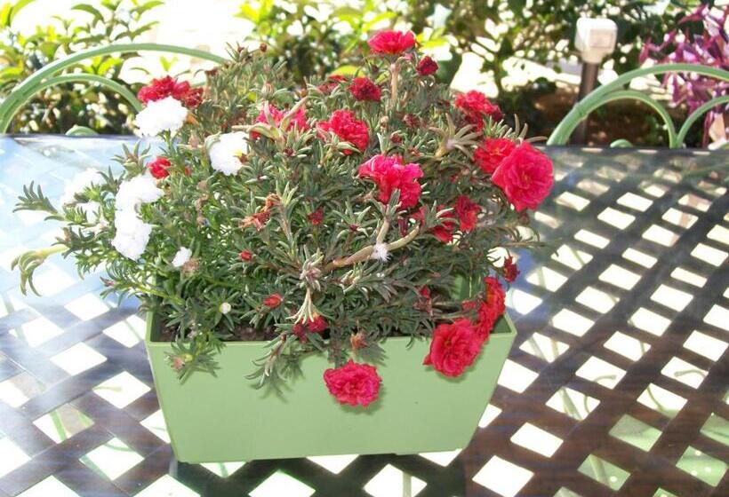 乡村酒店  Agriturismo I Trulli Di Zio Dino