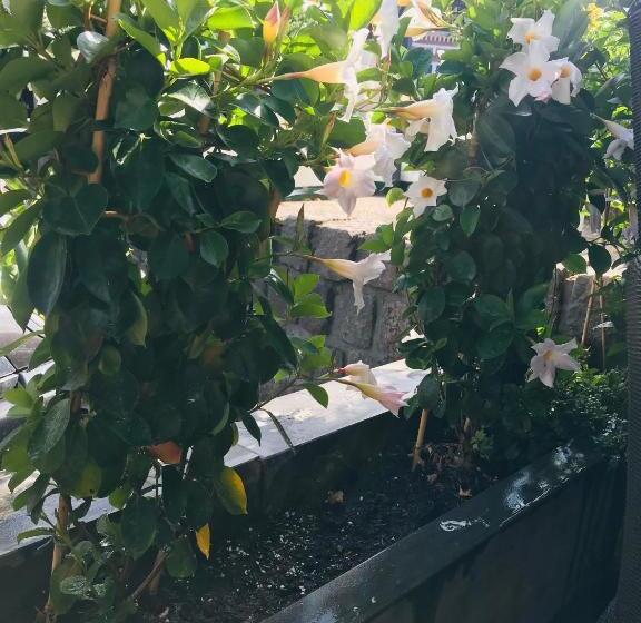 فندق La Rosa Amsterdam Beach