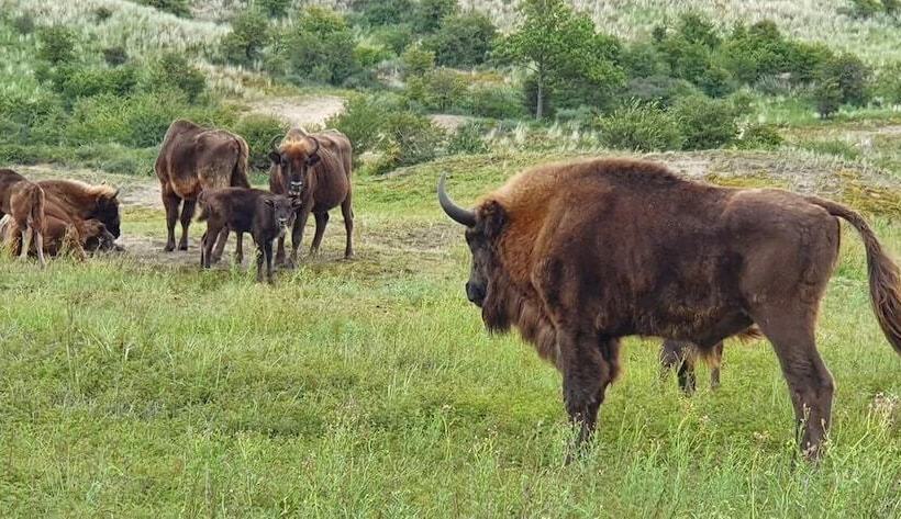 فندق La Rosa Amsterdam Beach