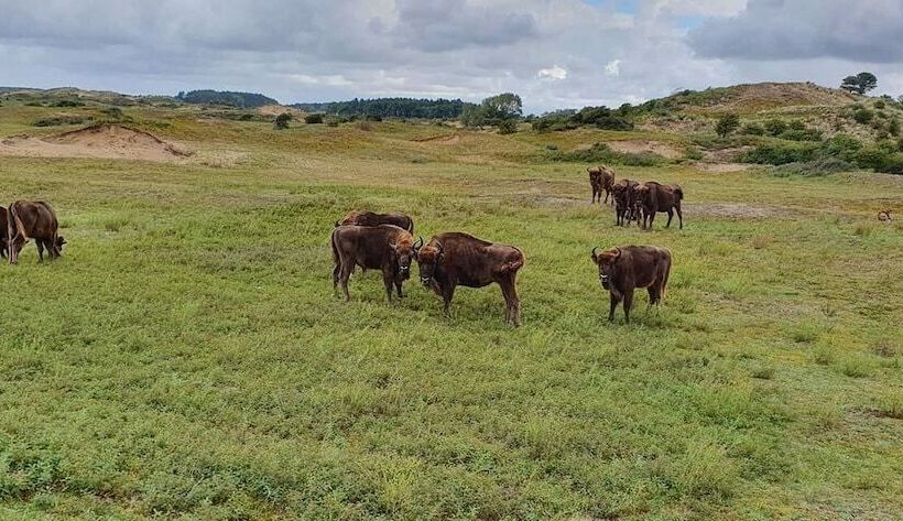 فندق La Rosa Amsterdam Beach
